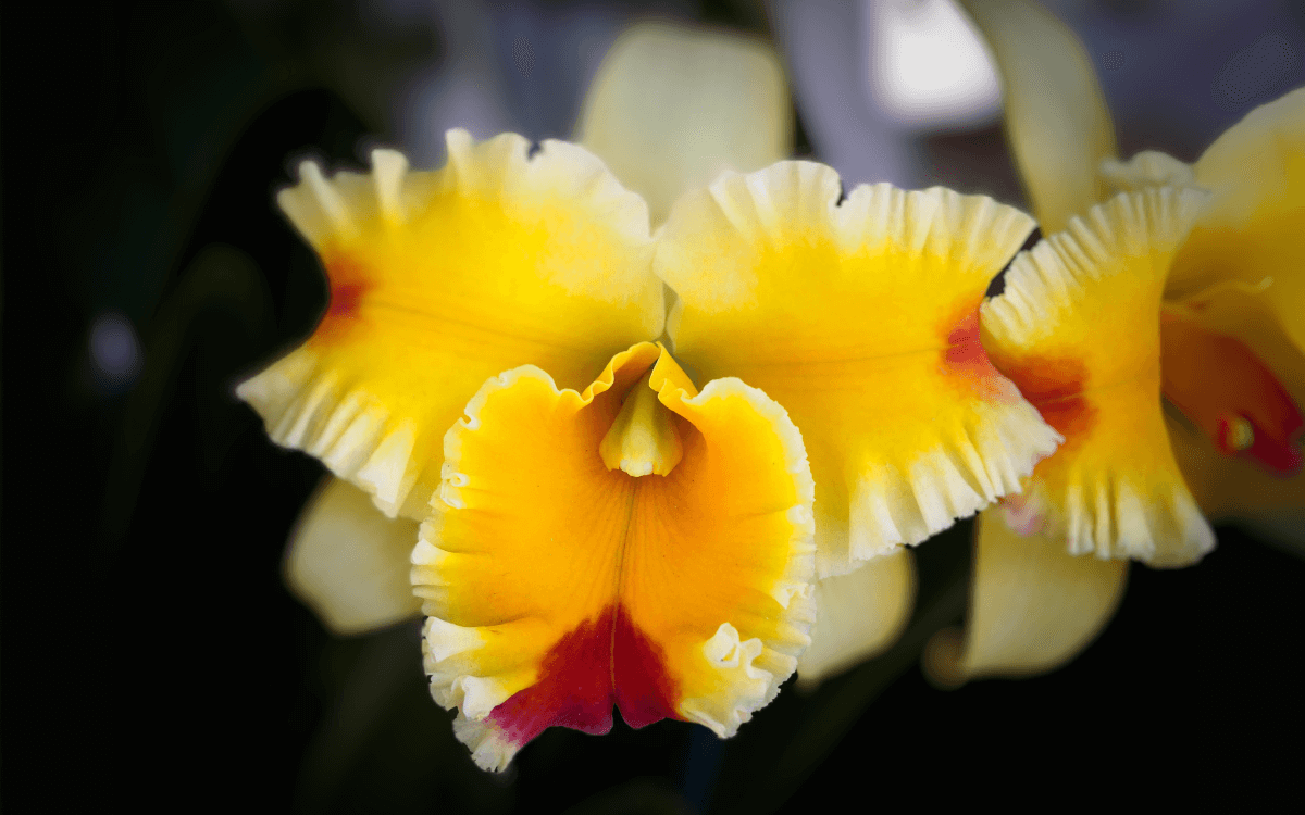 Cattleya com a flor amarela e branca