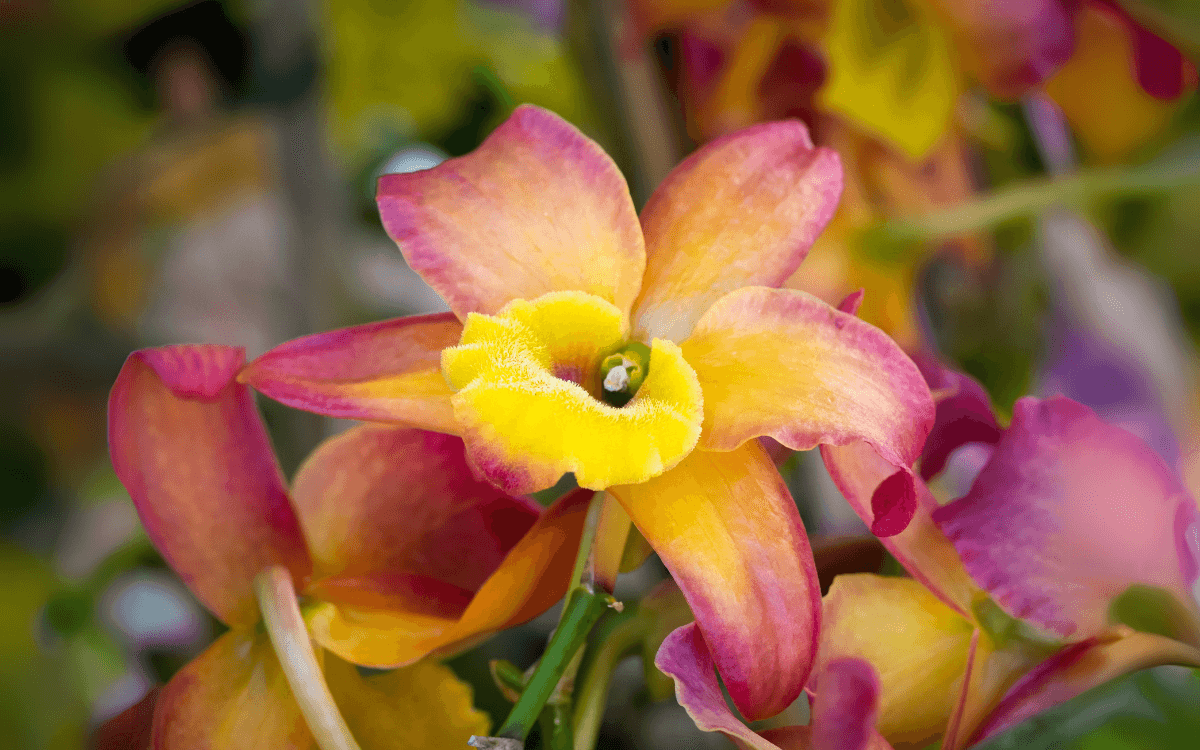 Cattleya com a flor rosa e amarela