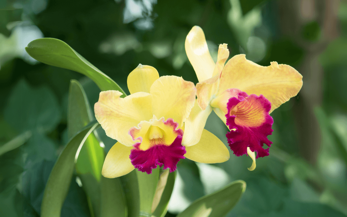 Cattleya com flores amarelas