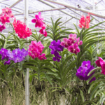 Orquídea Vanda - Características e Como Cuidar
