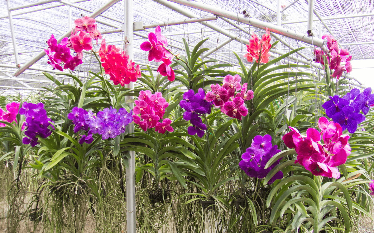 Diversas orquideas vandas penduradas e floridas