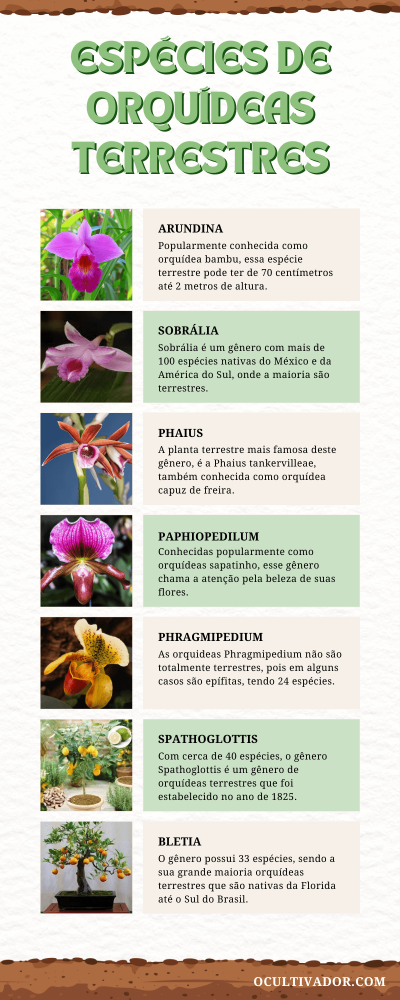 Infográfico - espécies de orquídeas terrestres