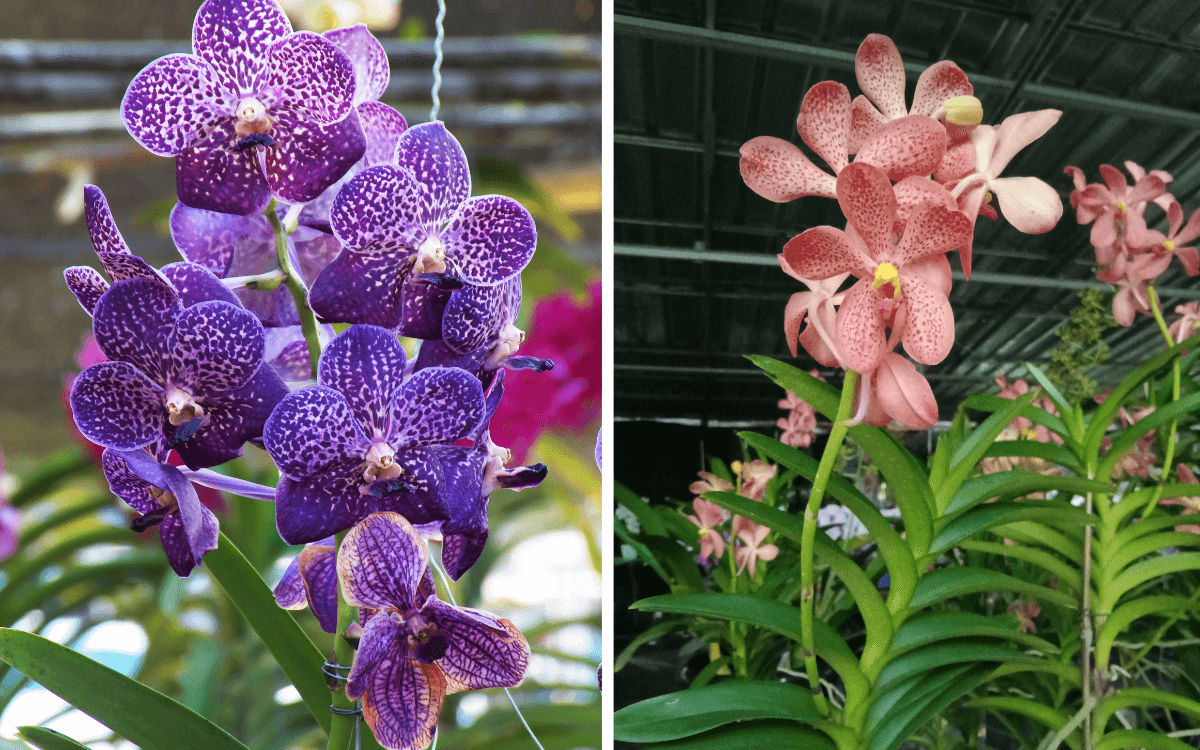 Flores da orquidea vanda