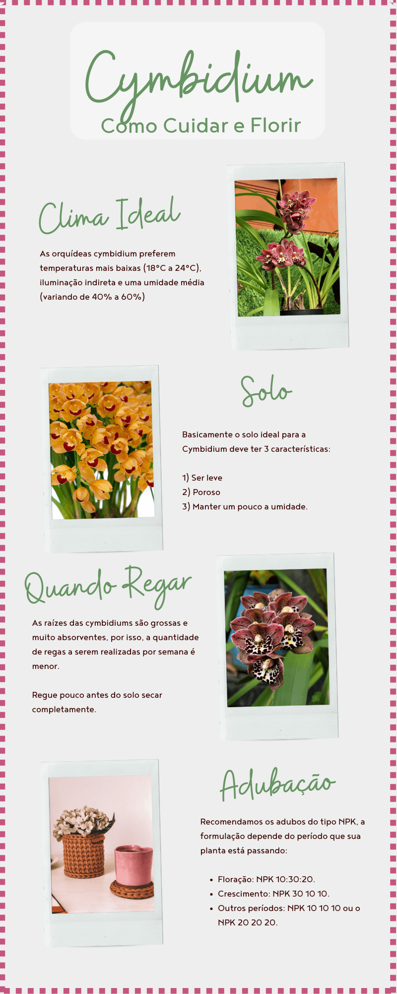 Infográfico - como cuidar das orquídeas cymbidium