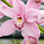 Orquídeas Cymbidium - Como Cuidar e Conseguir Lindas Florações em 11 Passos