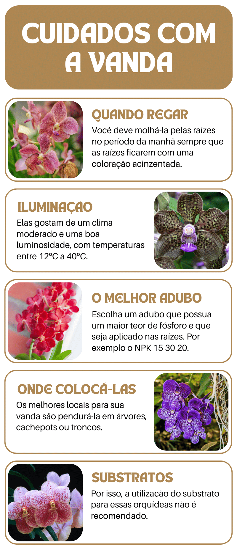 Infográfico - como cuidar da orquídea vanda