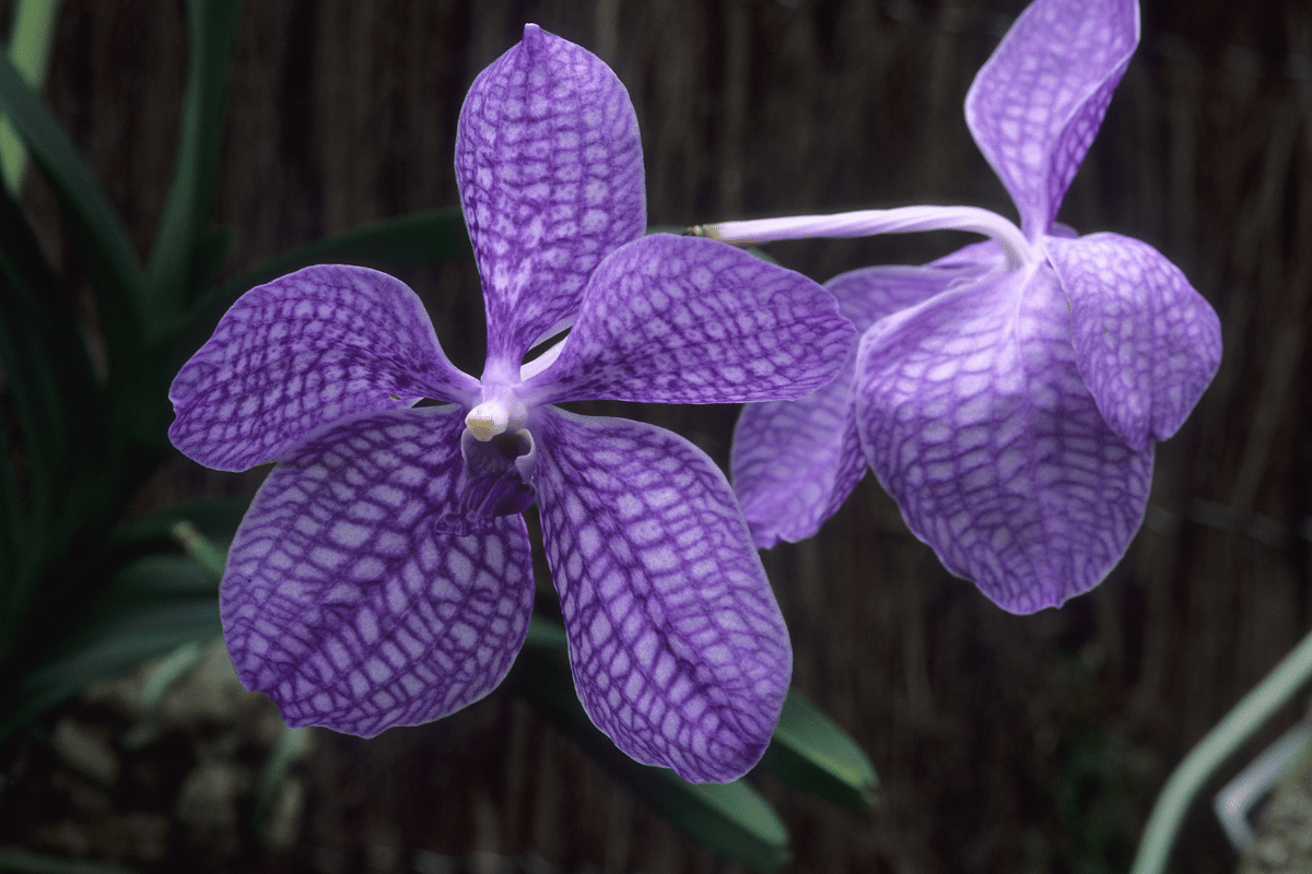 Orquidea Vanda