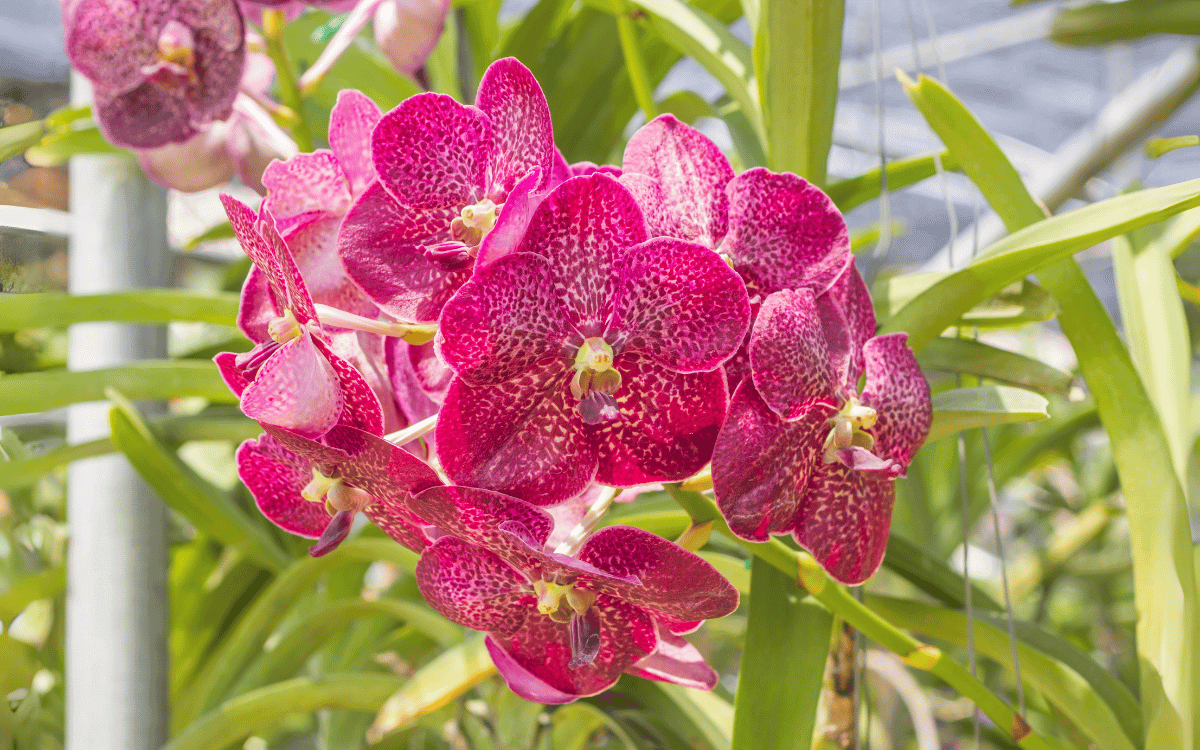Orquidea vanda com flores rosa