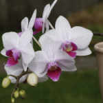 Phalaenopsis (Orquídea Borboleta): Como Cuidar e Florir