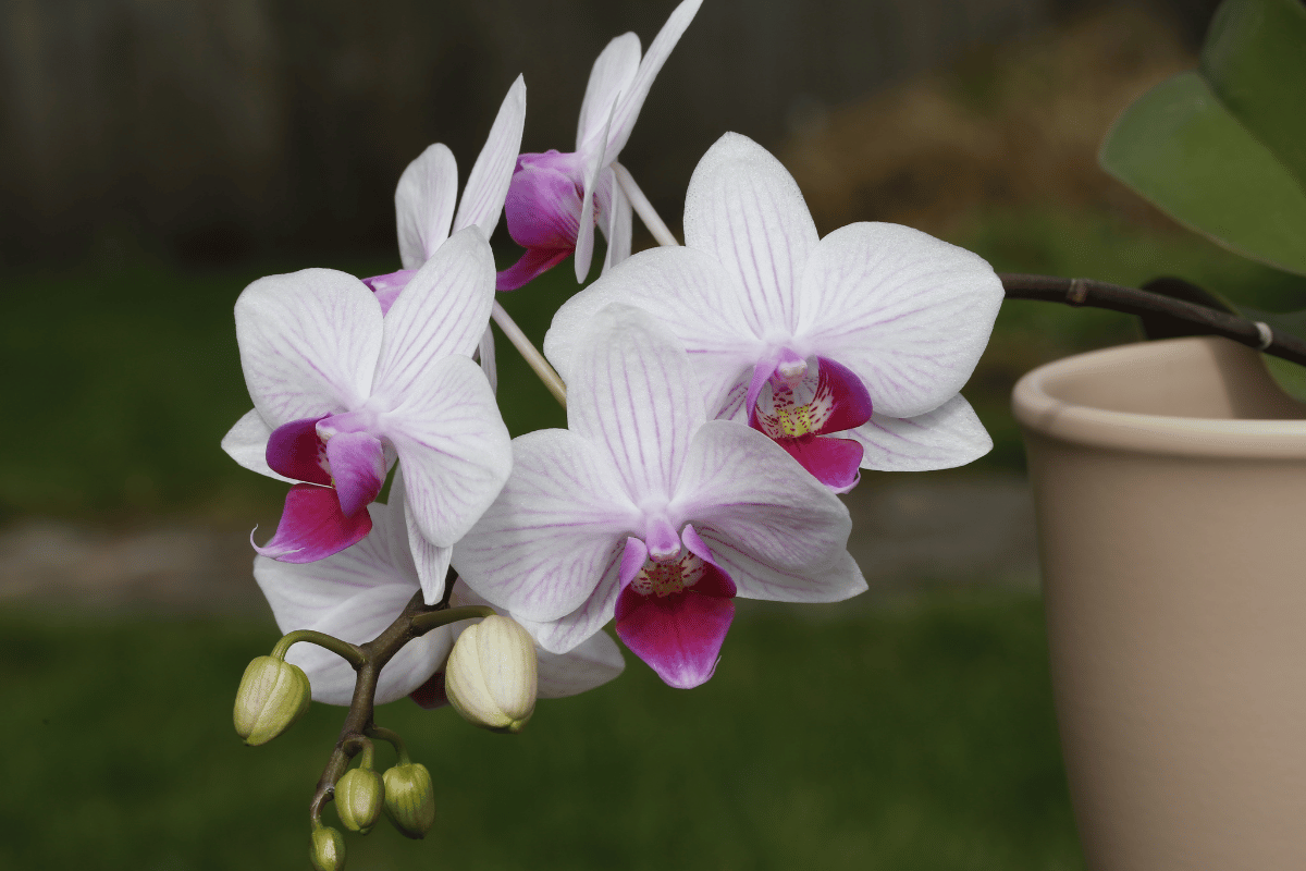 Orquideas-Borboleta-Phalaenopsis-Destacado