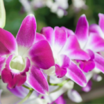 Orquídeas Dendrobium: Tipos e Como Cuidar (Com Fotos)