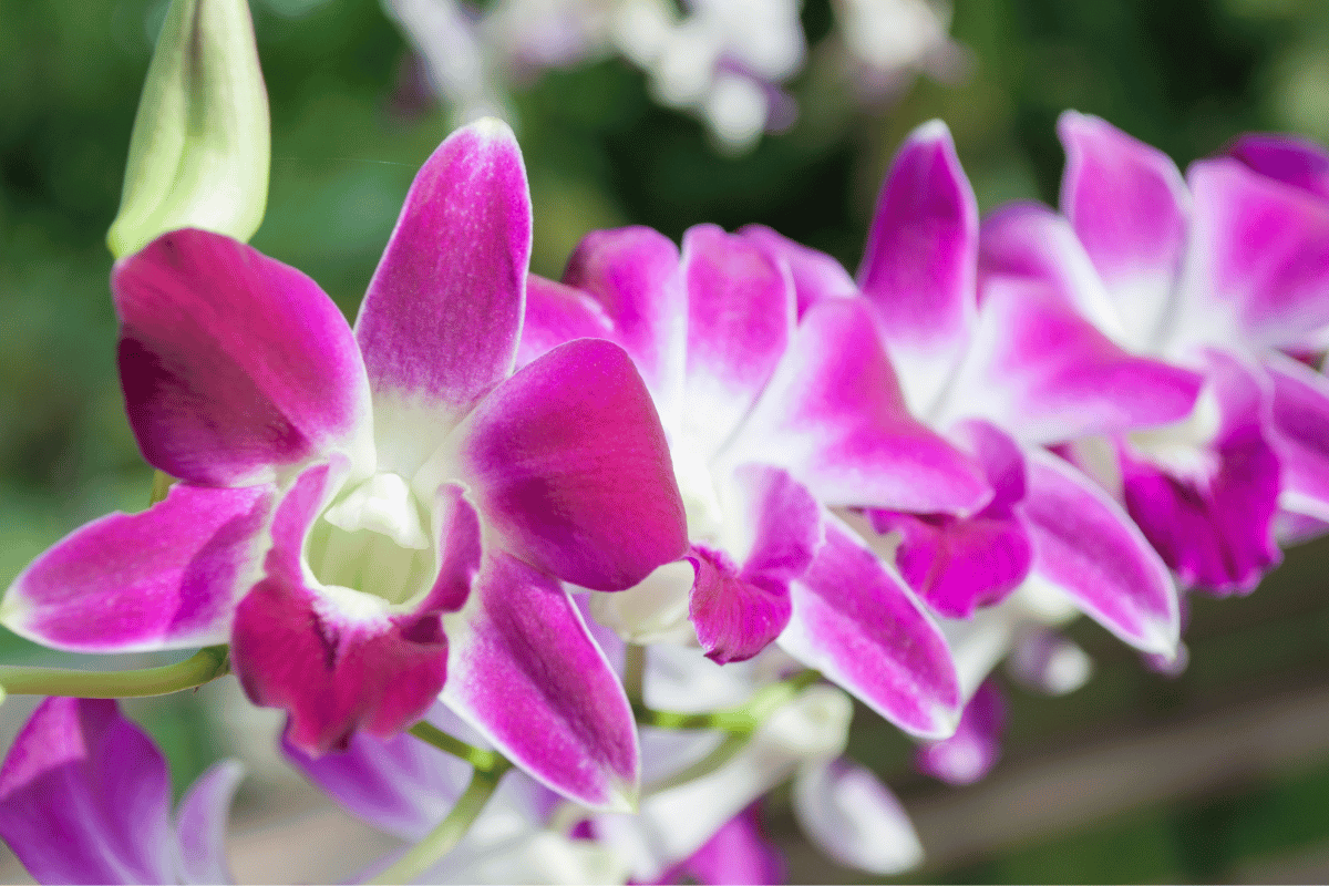Orquideas Dendrobium destacado