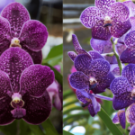 Orquídea Vanda: Aprenda Como Cuidar, Plantar e Regar