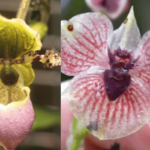 12 Orquídeas Raras Que Vão Te Surpreender (Com Fotos)