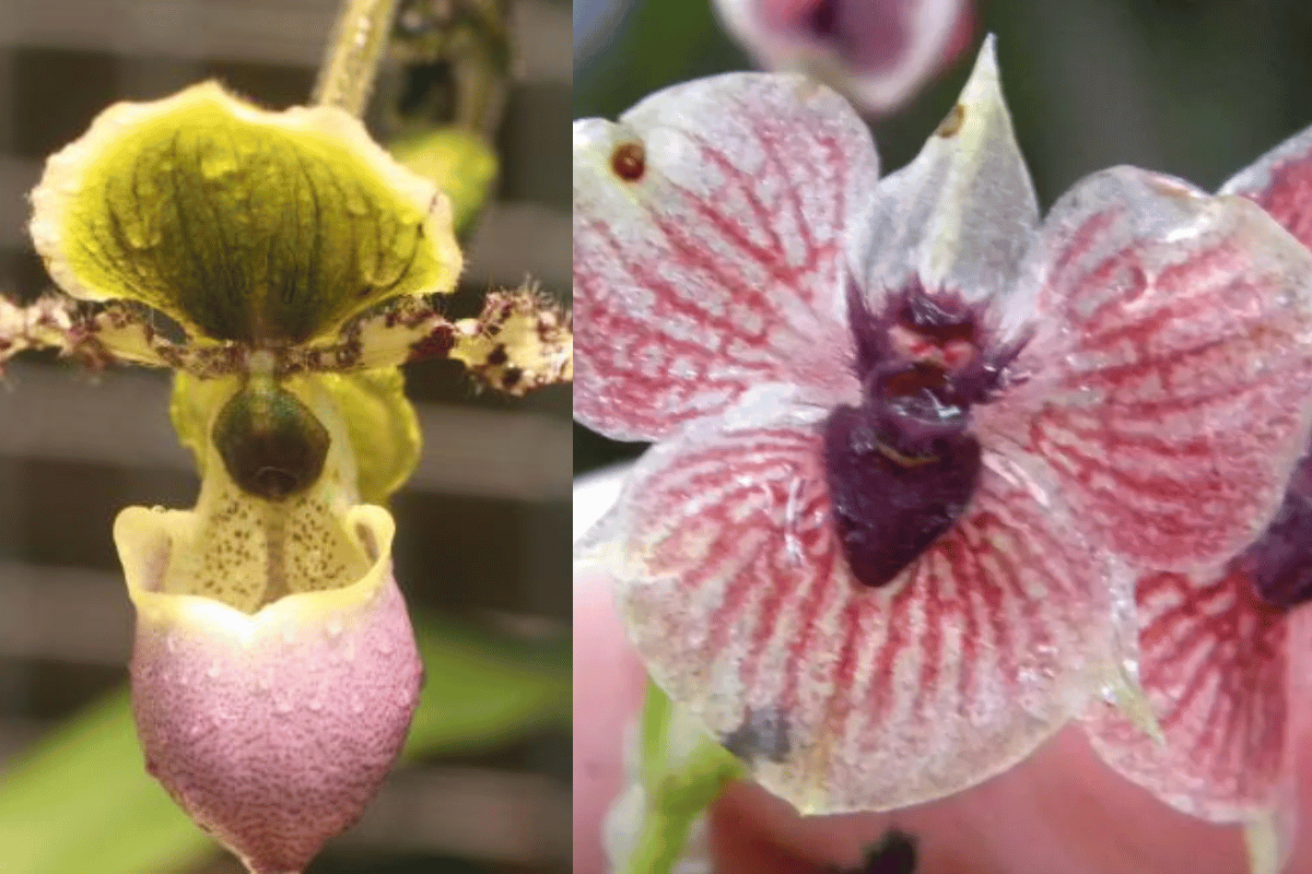 Orquideas-raras-destacado