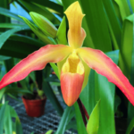 Orquídeas Terrestres: Tipos e Como Cuidar (Com Fotos)