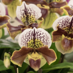 Orquídea Sapatinho (Paphiopedilum): Como Cuidar e Florir