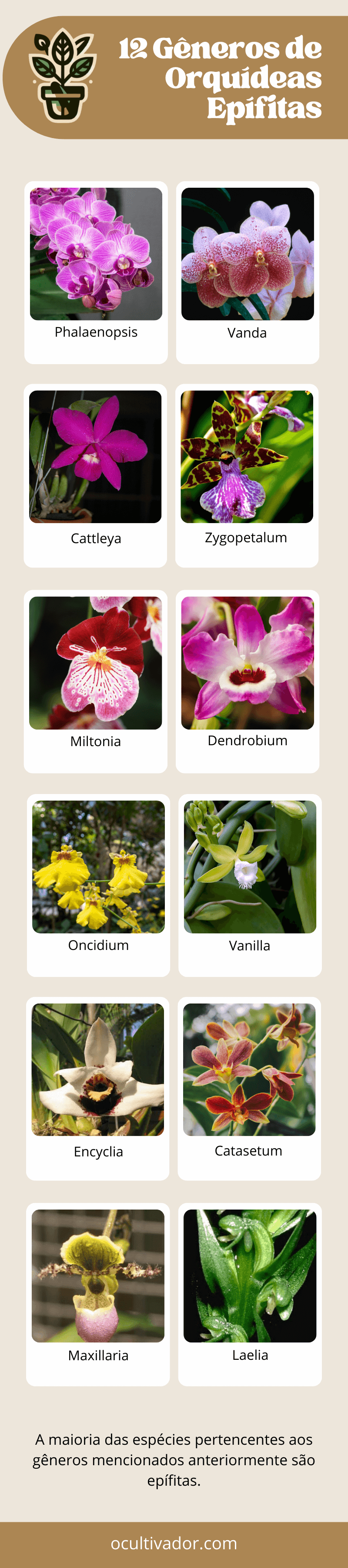 Infográfico - espécies de orquídeas epífitas