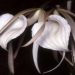 Orquídeas Brassavola: Características, Fotos e Como Cuidar