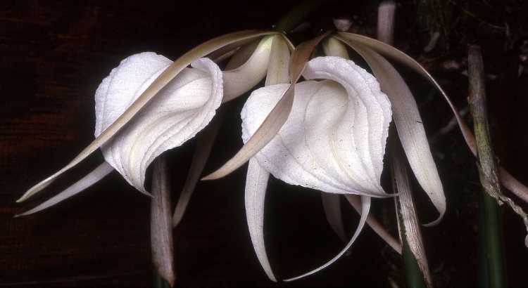 Orquídeas-Brassavola-1
