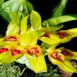 Orquídeas Bulbophyllum: Espécies e Como Cuidar