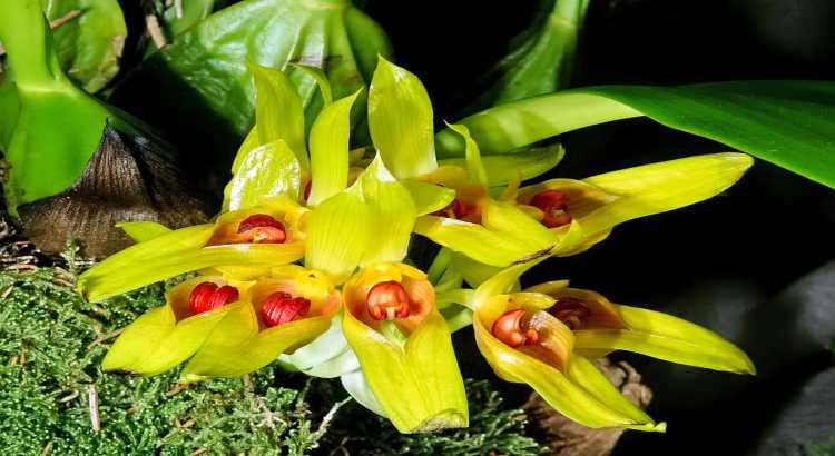 Orquídeas-Bulbophyllum-destacado