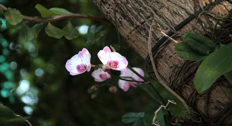 Orquídeas-Epífitas-1