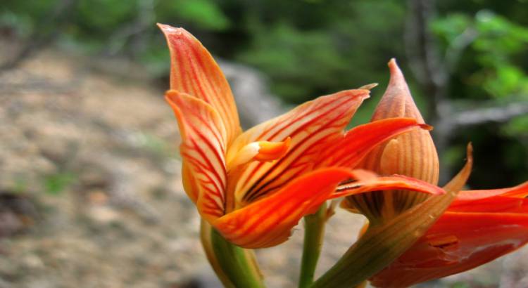 Orquídeas-Litófitas-Humícolas-e-Saprófitas