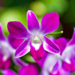 Orquídea Denphal: Como Cuidar e Plantar (Com Fotos)