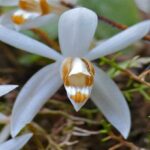 Orquídeas Coelogyne: Suas Espécies e Como Cuidar