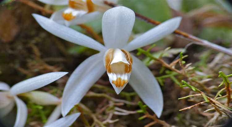 Orquídeas-Coelogyne-Destacado