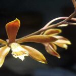 Orquídeas Encyclia: Fotos, Características e Como Cuidar