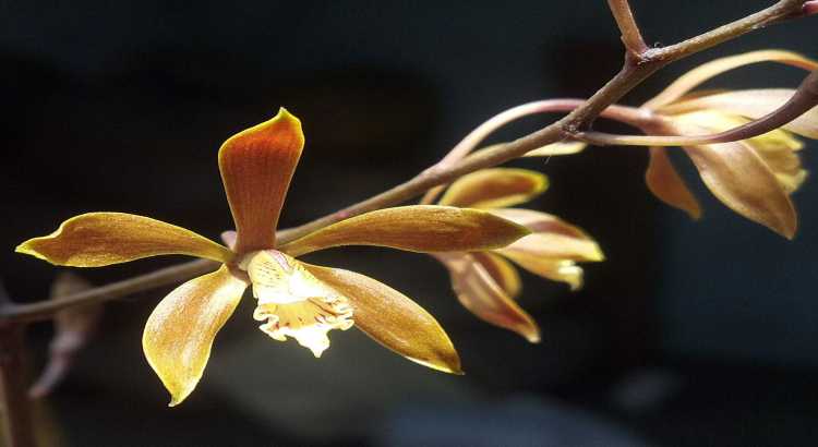 Orquídeas-encyclia-destacado