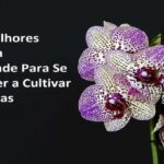 Os 7 Melhores Blogs Da Atualidade Para Se Aprender a Cultivar Orquídeas