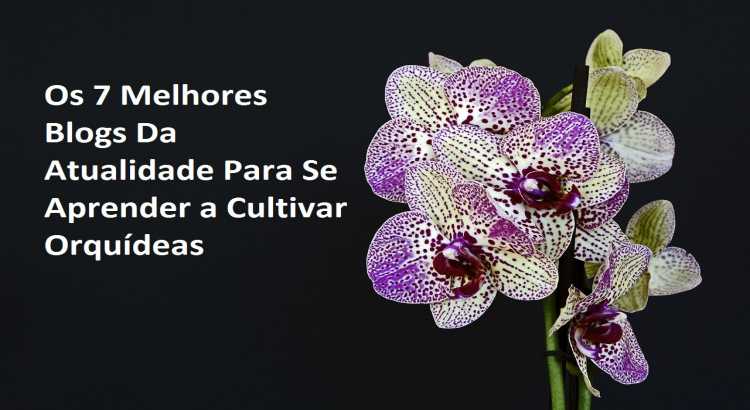Os-7-Melhores-Blogs-Da-Atualidade-Para-Se-Aprender-a-Cultivar-Orquídeas