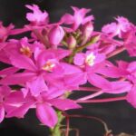 Orquídeas Epidendrum - Fotos, Espécies e Como Cuidar
