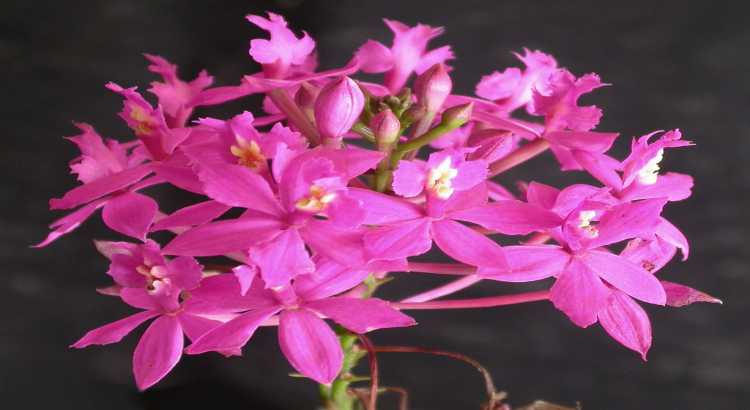 Orquídeas-Epidendrum-Destacado