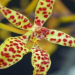 Orquídeas Renanthera - Como Cuidar Delas (Passo a Passo)
