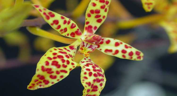 Orquídeas-Renanthera-Destacado