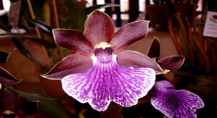 Orquídeas-zygopetalum-Destacado