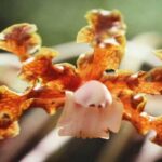 Orquídeas Laelia - História, Curiosidades e Como Cuidar
