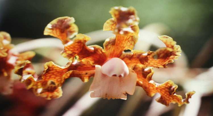 Orquídeas-Laelia-Destacado