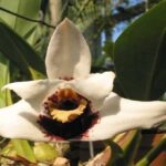 Orquídeas Maxillaria: Curiosidades e Cultivo (Com Fotos)