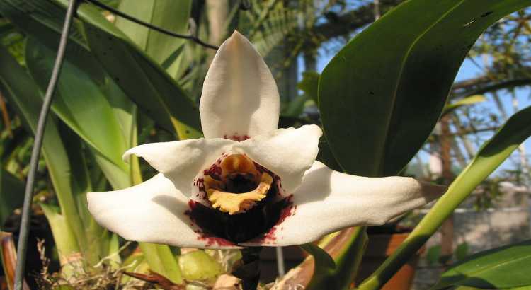 Orquídeas-Maxillaria-Destacado