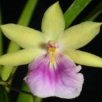 Orquídeas Miltonia: Fotos, Curiosidades e Cultivo