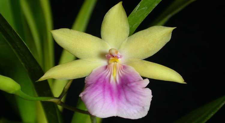 Orquídeas-Miltonia-Destacado