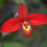 Orquídeas Phragmipedium: Como Cuidar Delas (Com Fotos)
