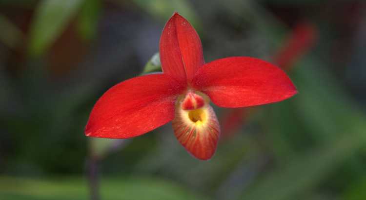 Orquídeas-Phragmipedium-Destacado