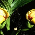 Orquídeas Anguloa - Como Cuidar e Fazer Florir (8 Passos)