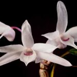 Dendrobium Moniliforme: Características e Cultivo